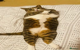 British Shorthair cats for sale: Milo  - Image 3