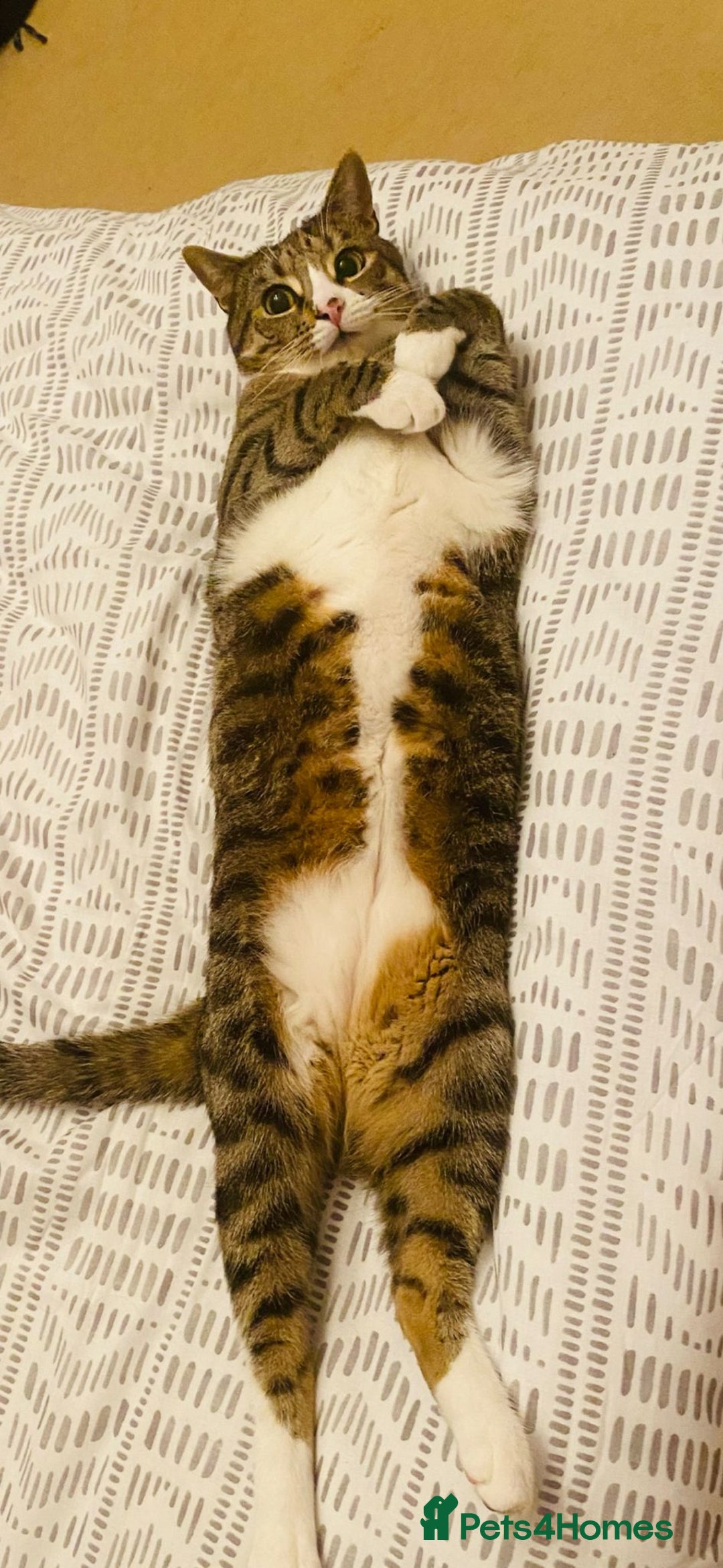 British Shorthair cats for sale: Milo  - Image 3