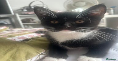 Domestic Shorthair cats - Advert 6