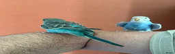 Budgerigars birds for sale: Two Budgies for Sale 🦜 in Nottingham - Advert 6