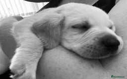 Labrador Retriever dogs for sale: Labrador puppies  - Image 8