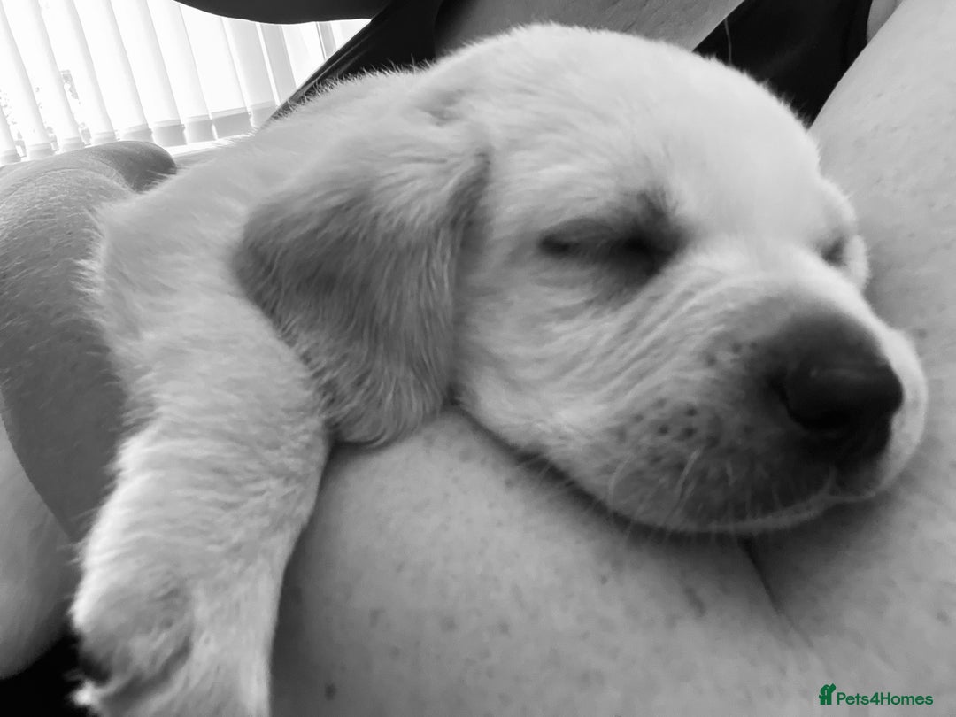 Labrador Retriever dogs for sale: Labrador puppies  - Image 8