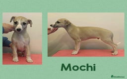 Whippet dogs for sale: Beautiful KC whippet puppies - Image 3