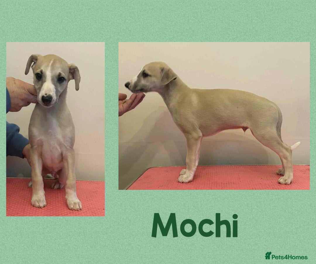 Whippet dogs for sale: Beautiful KC whippet puppies - Image 3