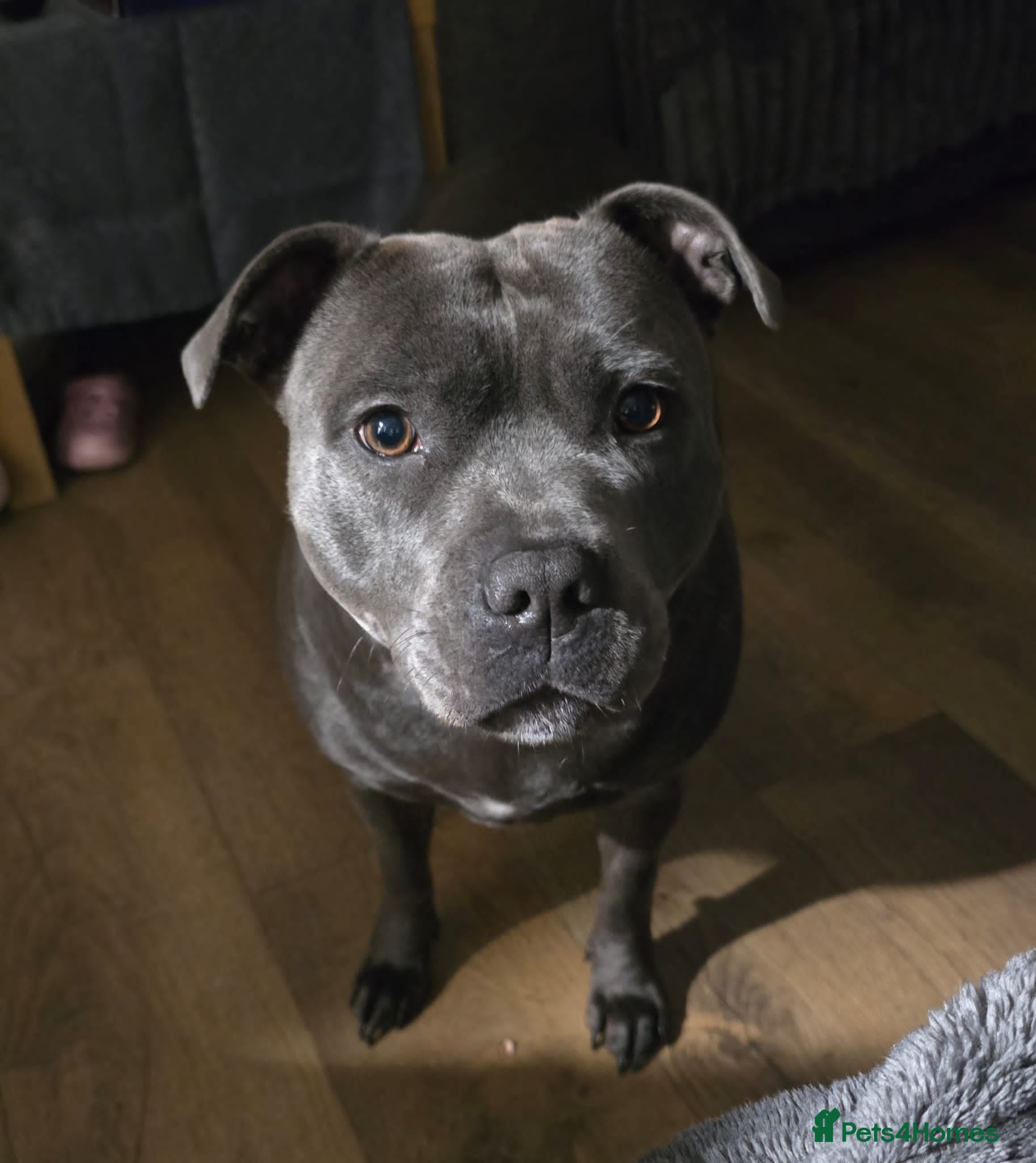 Staffordshire Bull Terrier dogs Stafordshire bull terrier  - Advert 1