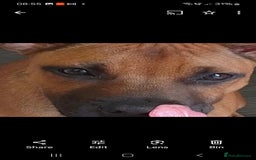 Staffordshire Bull Terrier dogs for sale: Staffordshire Bull terrier male red  - Image 19