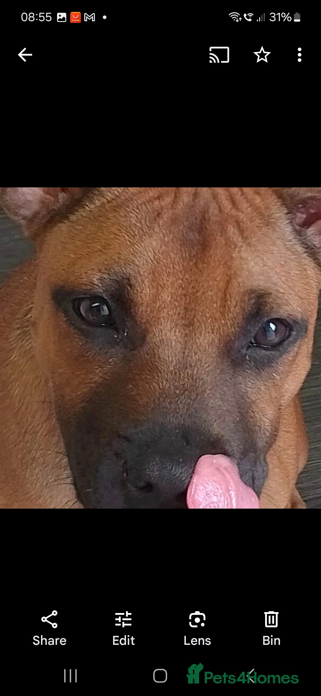 Staffordshire Bull Terrier dogs for sale: Staffordshire Bull terrier male red  - Image 19