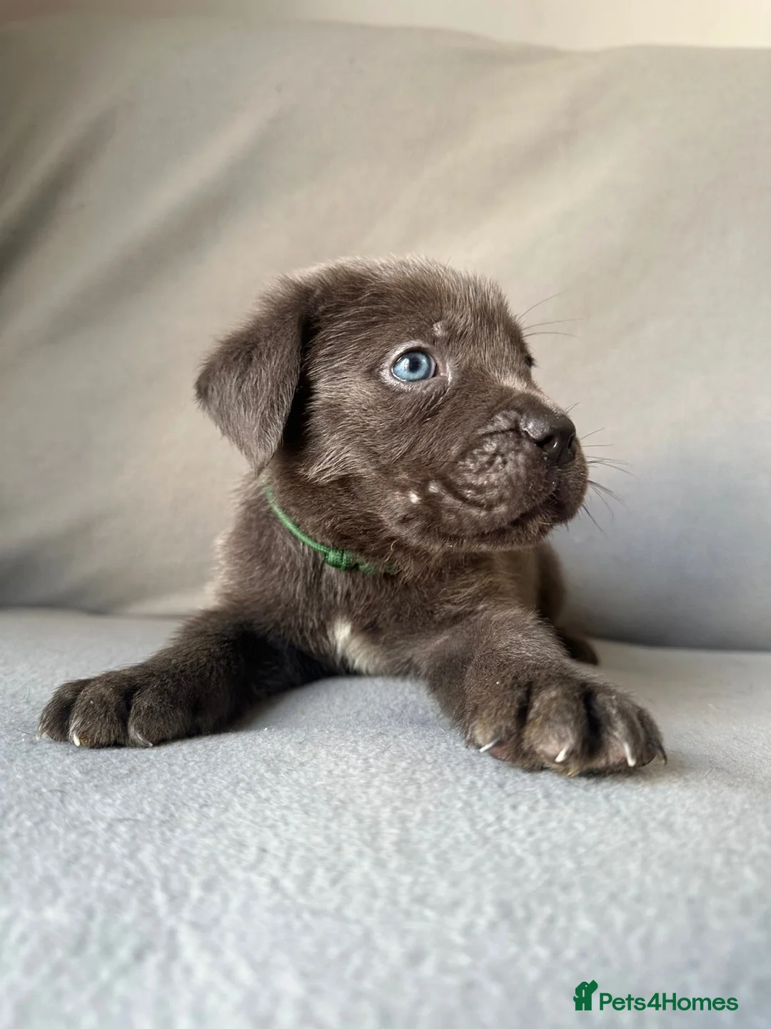 Cane Corso dogs for sale: BLUE CANE CORSO PUPS!!! in Newark - Advert 21