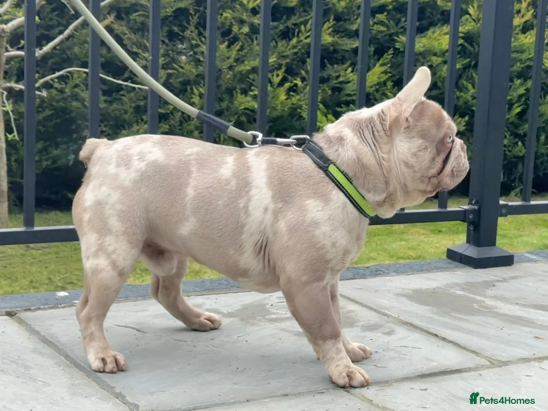 French Bulldog dogs for stud: KING CARLOS ( new shade merle ) for stud - Advert 2