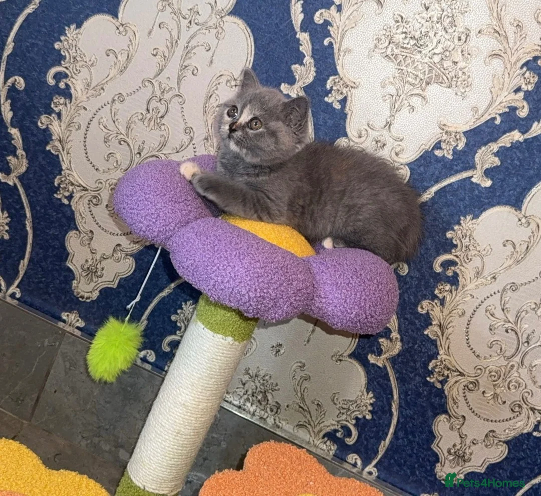 British Shorthair cats for sale: GCCF registered girl 🩷 - Advert 2