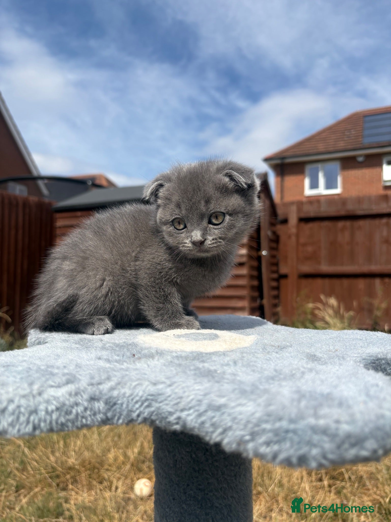 British Shorthair cats Blue & Lilac BSH Mix Kittens – Fold & Straight - Advert 11