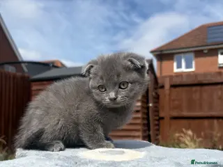 British Shorthair cats Blue & Lilac BSH Mix Kittens – Fold & Straight - Advert 11