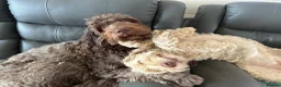 Double Doodle dogs for sale: Stunning Standard F3 Labradoodles  - Advert 16