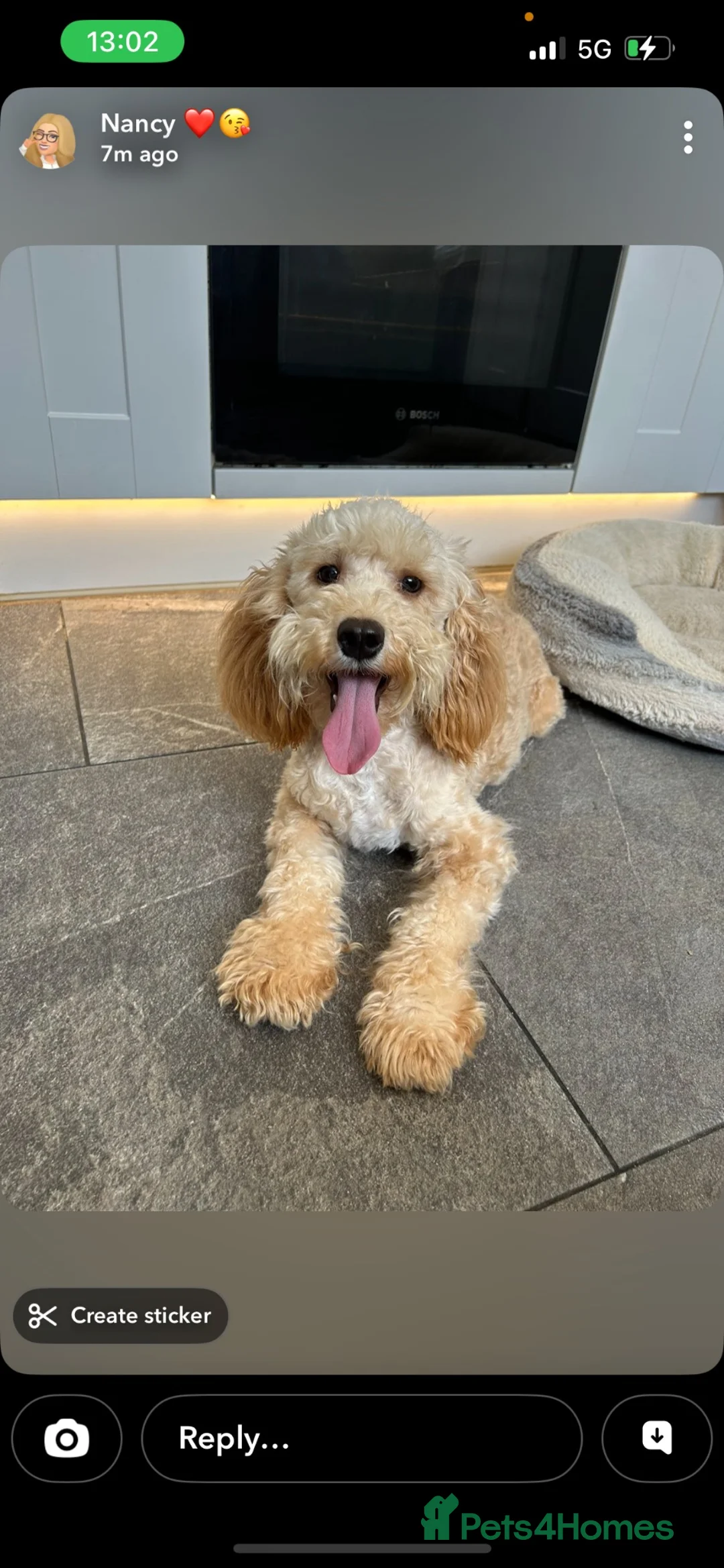 Australian Labradoodle dogs for sale: Cavapoo cross Australian Teddy - Advert 2