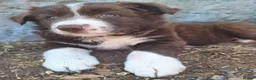 Border Collie dogs for sale: Beautiful fluffy Collie Pups for Sale - Advert 31