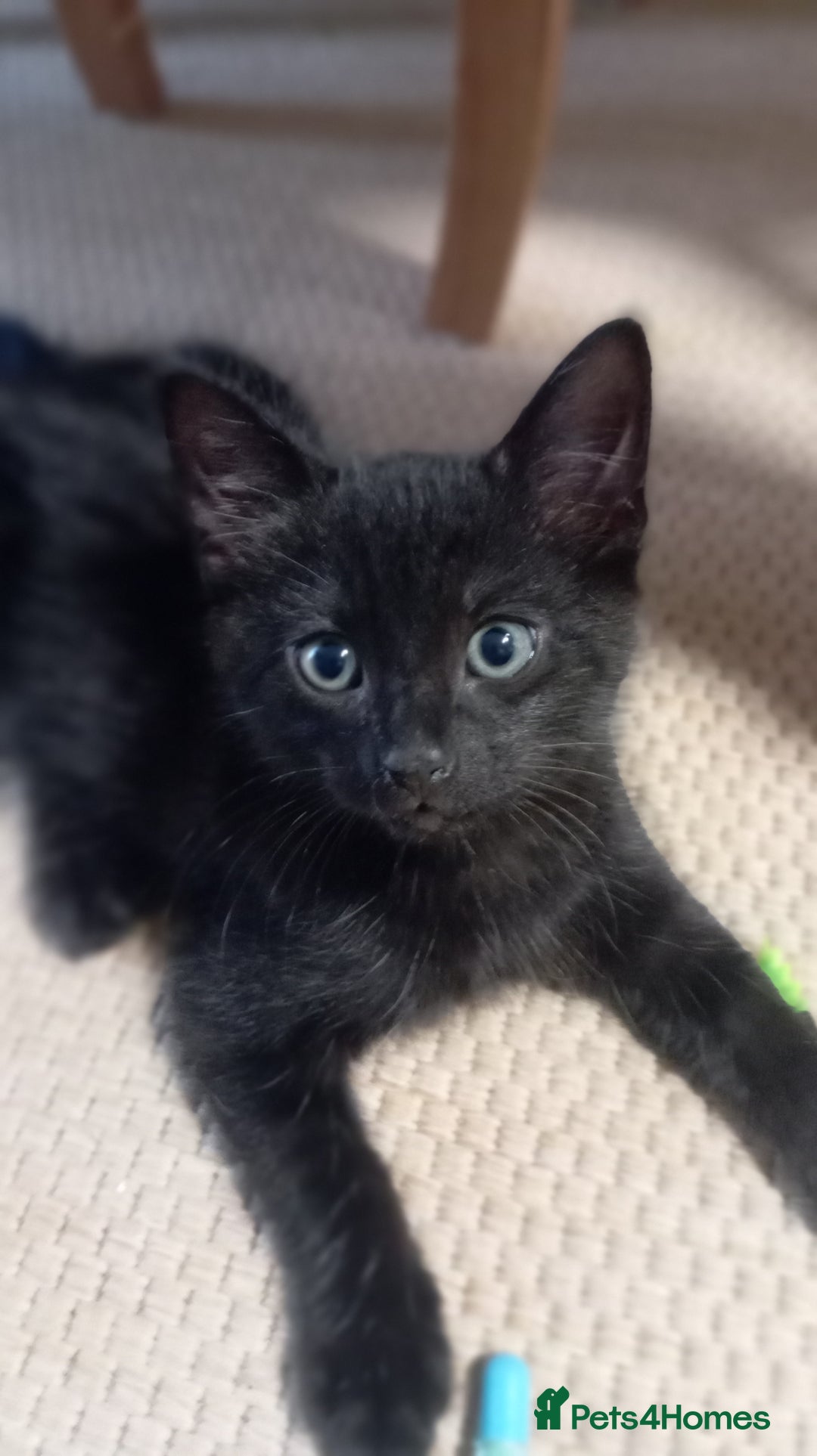 Mixed Breed cats for sale: Cute kittens - Image 12