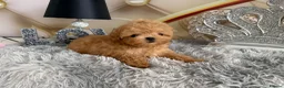 Maltipoo dogs for sale: Maltipoo Boy – Free to a Special Loving Home - Advert 20