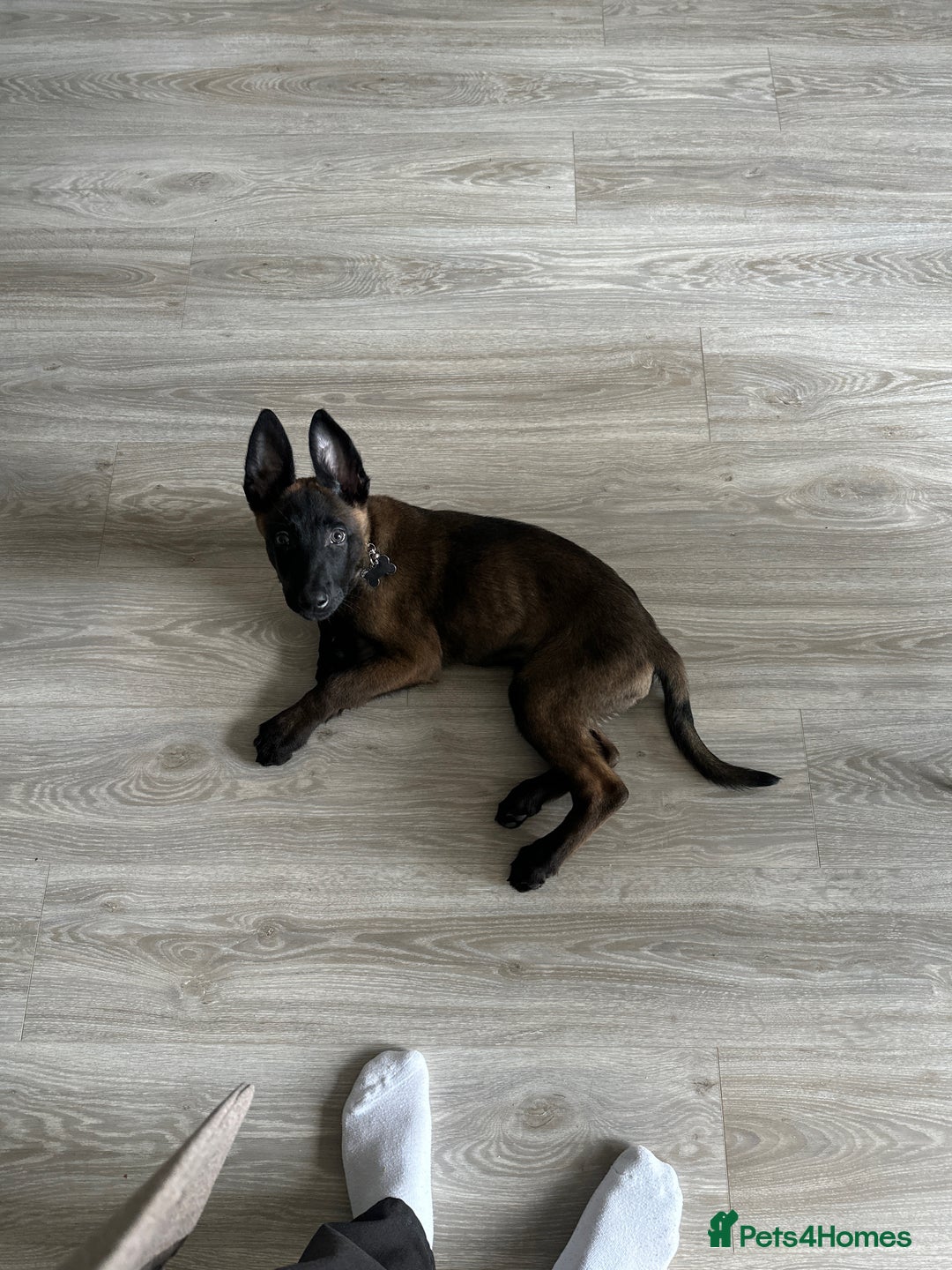 Belgian Shepherd Dog dogs for sale: Belgium malanios  - Advert 7