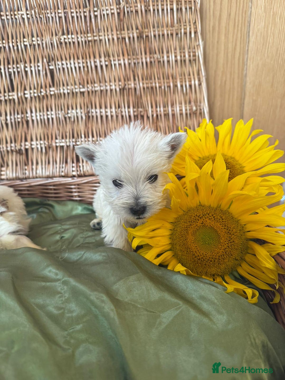 West Highland Terrier dogs for sale: Westie puppies  - Image 13