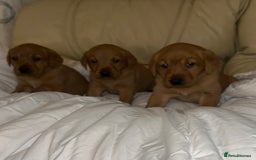 Labrador Retriever dogs for sale: 5 Fox Red Labrador Puppies  - Image 4