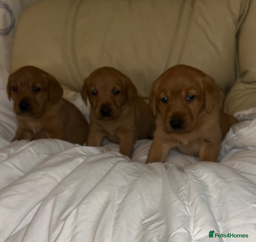 Labrador Retriever dogs for sale: 5 Fox Red Labrador Puppies  - Image 4