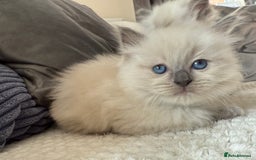 Ragdoll cats for sale: Stunning Bluepoint Ragdoll Kittens for sale - Image 12