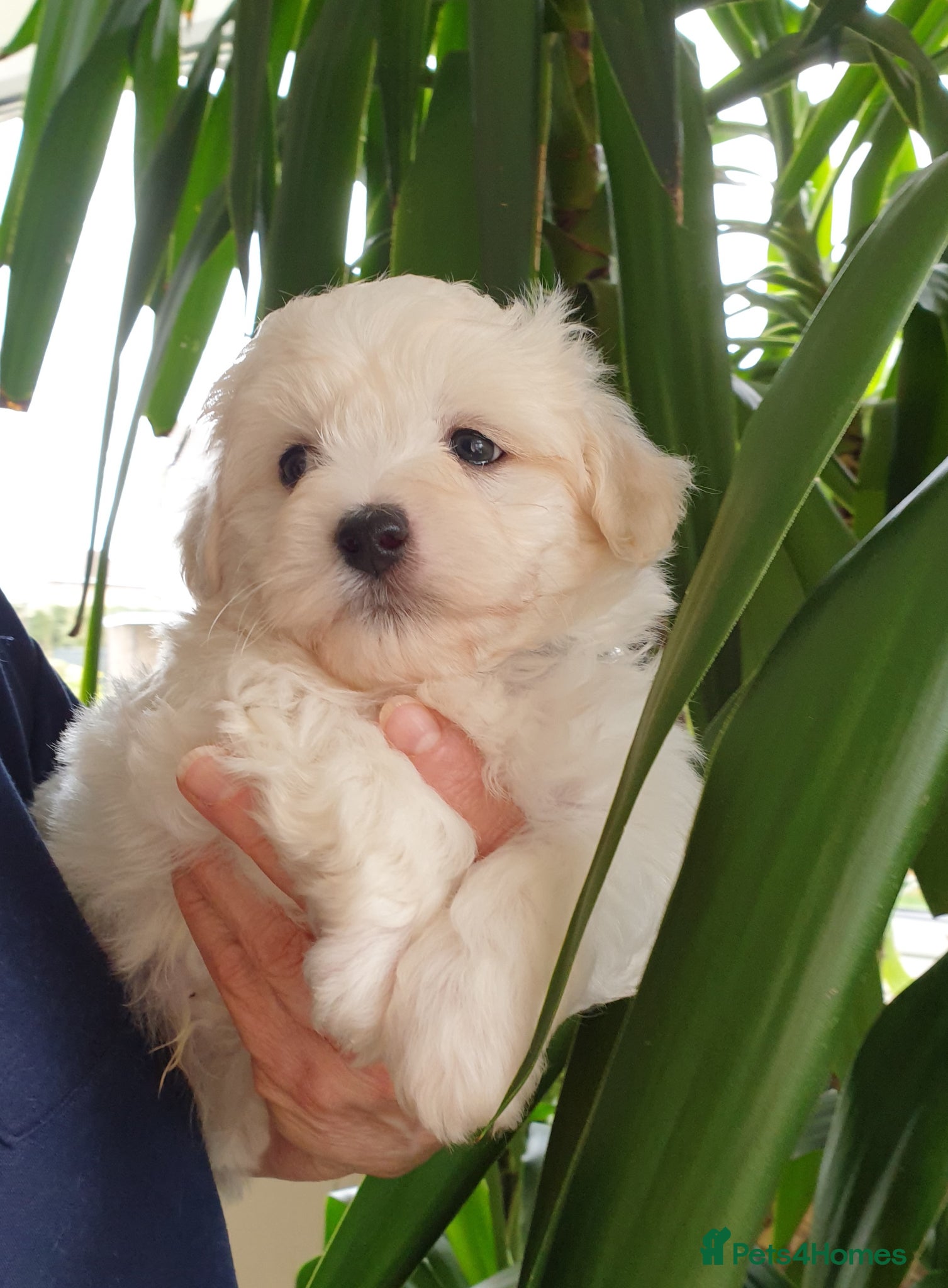 Coton De Tulear dogs K.C. Reg. Coton de Tulear, health tested parents - Advert 1