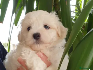 Coton De Tulear dogs K.C. Reg. Coton de Tulear, health tested parents - Advert 2