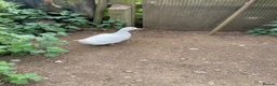 Mixed Breed poultry for sale: Chickens x 5 & 2 ducks in Sandy - Advert 5