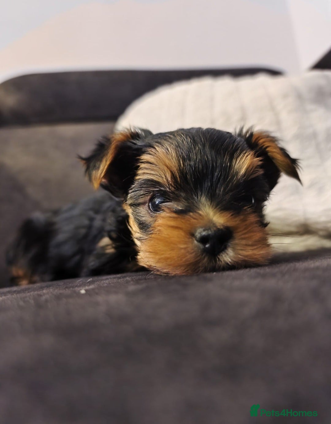 Yorkshire Terrier dogs for sale: YORKSHIRE Terrier Puppy  - Advert 2