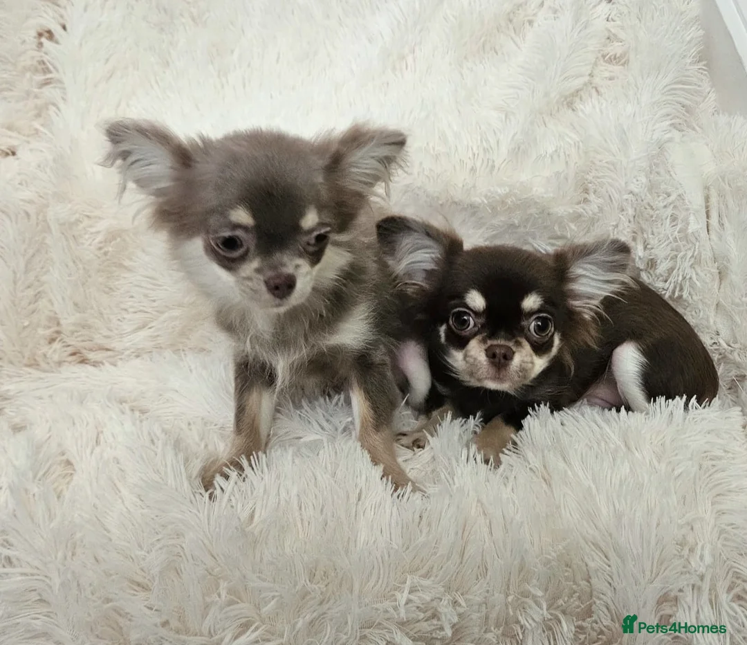 Chihuahua dogs for sale: Stunning long coat Russian girls.  - Advert 4