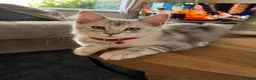 Maine Coon cats for sale: Majestic Maine coon Kittens - Advert 12