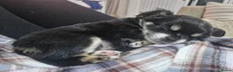 Chihuahua dogs for sale: Long Haired Chihuaua puppies in Wigan - Advert 6