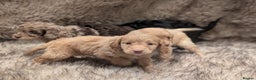Cockapoo dogs for sale: Ready Soon Stunning Cockapoo Puppies - Advert 6
