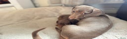 Miniature Dachshund dogs for sale: 3 girls Left Miniature Dachshund chocolate & tan - Advert 23