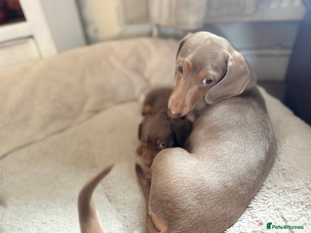 Miniature Dachshund dogs for sale: 3 girls Left Miniature Dachshund chocolate & tan - Advert 23