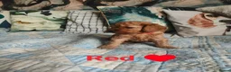 Cockapoo dogs for sale: Litter Cockapoo  in Maidenhead - Advert 3