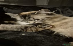 Ragdoll cats for sale: Mixed Ragdoll Kitten - Image 6
