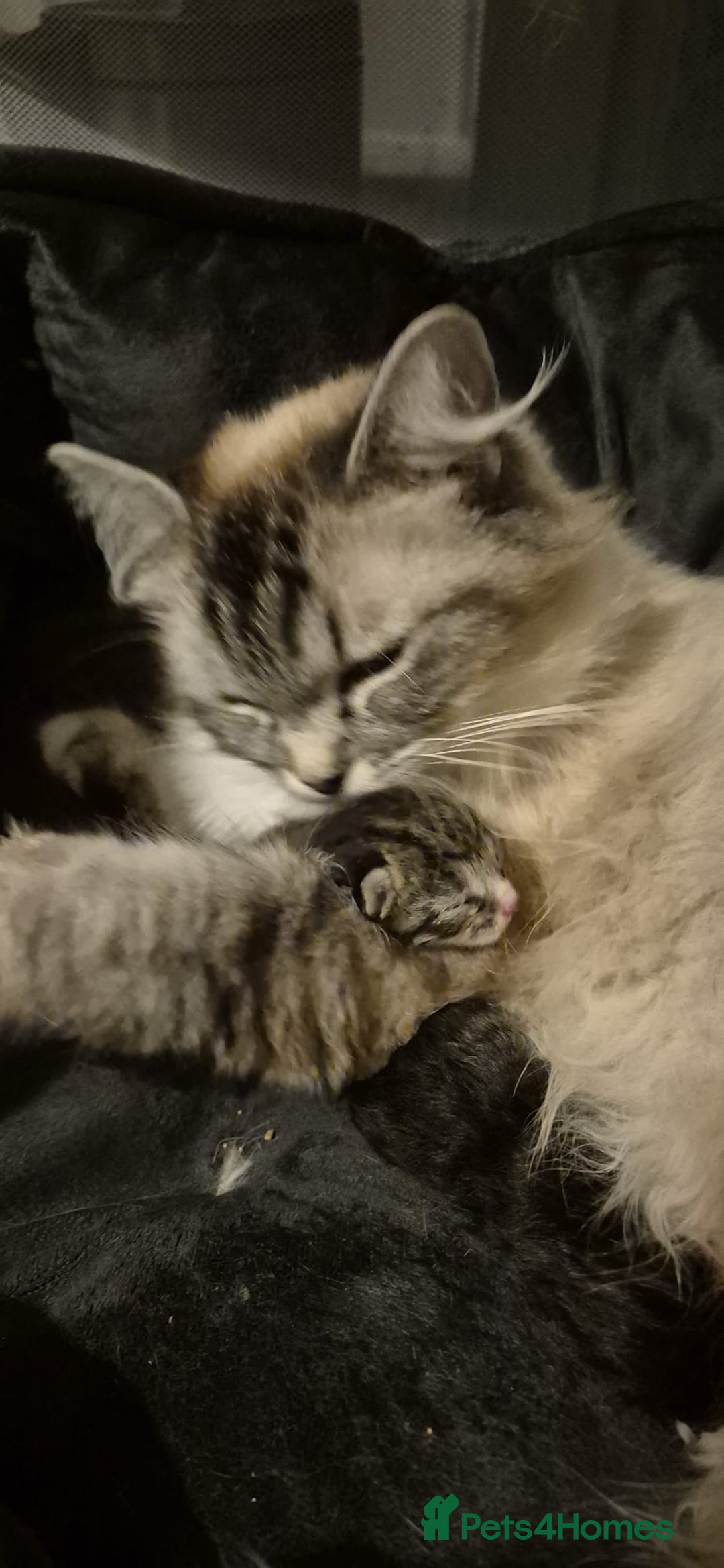 Ragdoll cats for sale: Mixed Ragdoll Kitten - Image 6