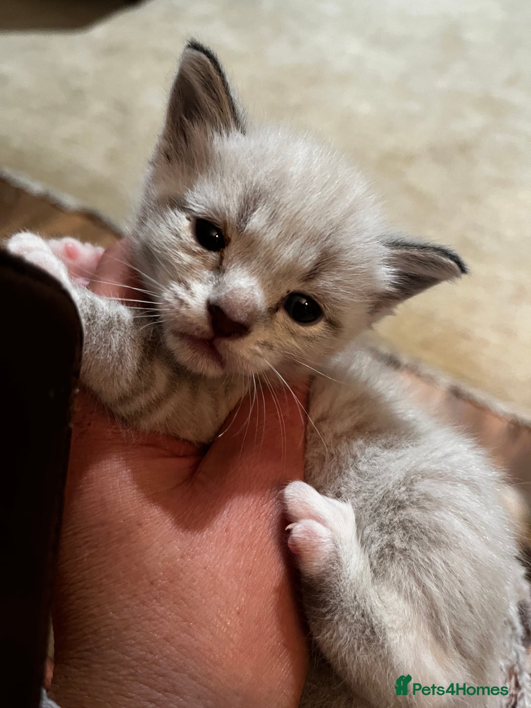 Mixed Breed cats for sale: Kittens for sale - Image 17