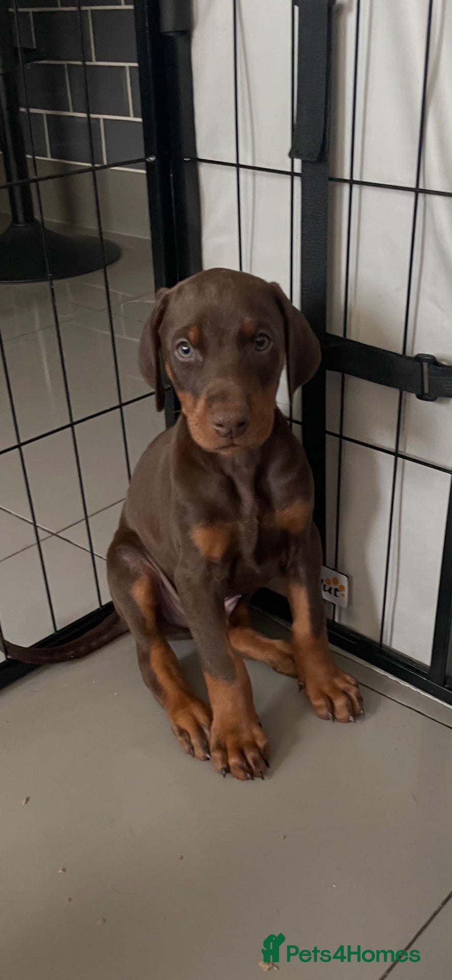 Dobermann dogs Dobermann 2 boys 1 girls  - Advert 6