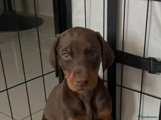 Dobermann dogs Dobermann 2 boys 1 girls - Advert 6