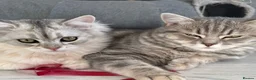 British Shorthair cats for sale: British Shorthair & longhair Chinchilla available  - Advert 32