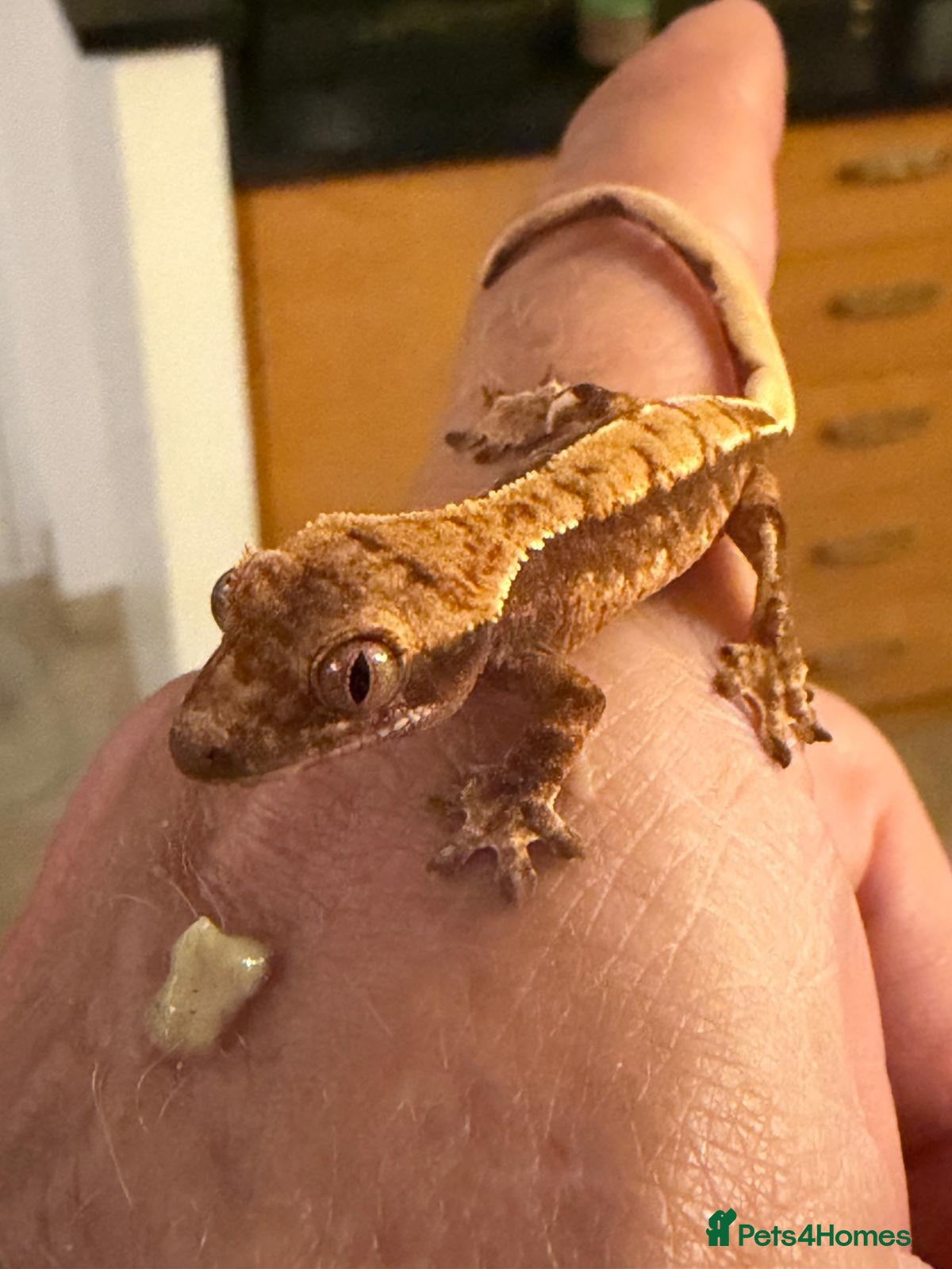 Gecko reptiles Baby crested gecko 1 mth ( born Sept26 not Feb26) - Advert 15