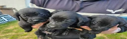 Mixed Breed dogs for sale: Sprockerdors - Advert 8
