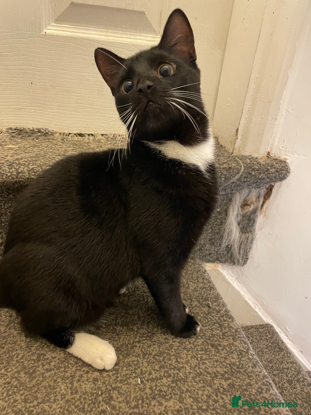 Mixed Breed cats for sale: *Free££* Beautiful brothers looking loving home - Advert 14