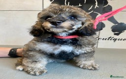 Toy Poodle dogs for sale: Gorgeously Pedigree Toy Poodle Babies - Image 7