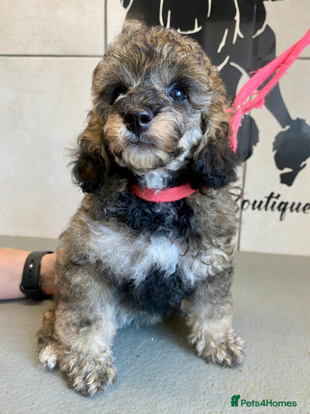 Toy Poodle dogs for sale: Gorgeously Pedigree Toy Poodle Babies - Image 7