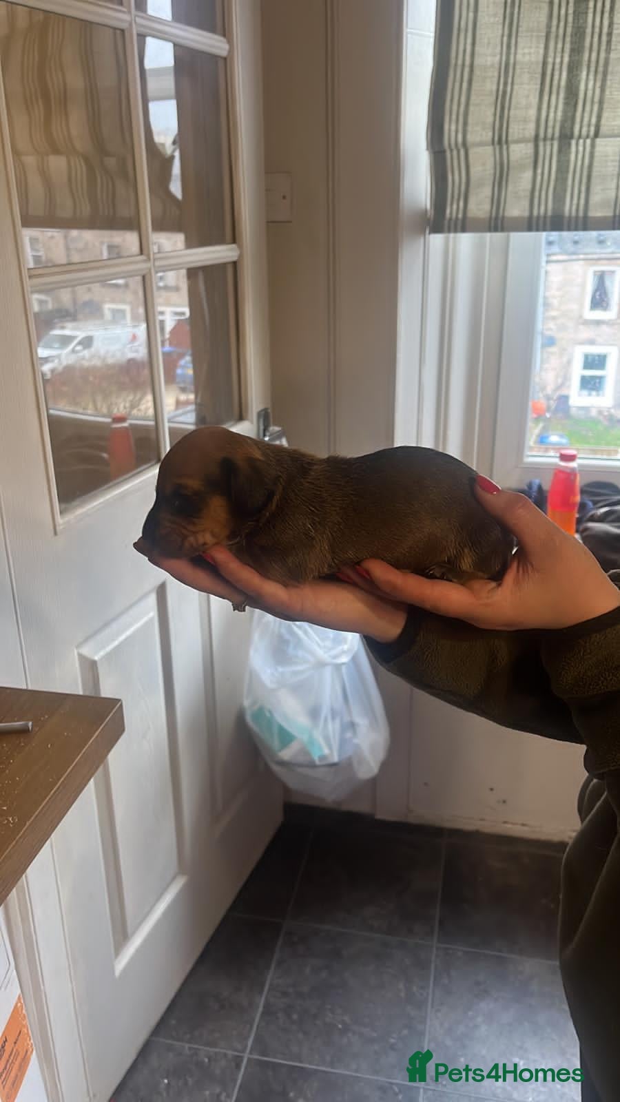 Miniature Dachshund dogs for sale:  Beautiful Miniature Dachshund Puppies - Advert 2