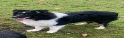 Welsh Collie dogs for sale: Three Welsh collie girls, rough coated - Advert 5